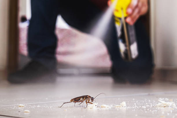 Best Flea Control Services  in Plano, IL